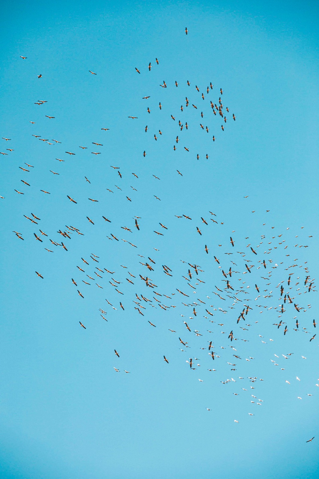 Sute de pelicani peste balta Somova