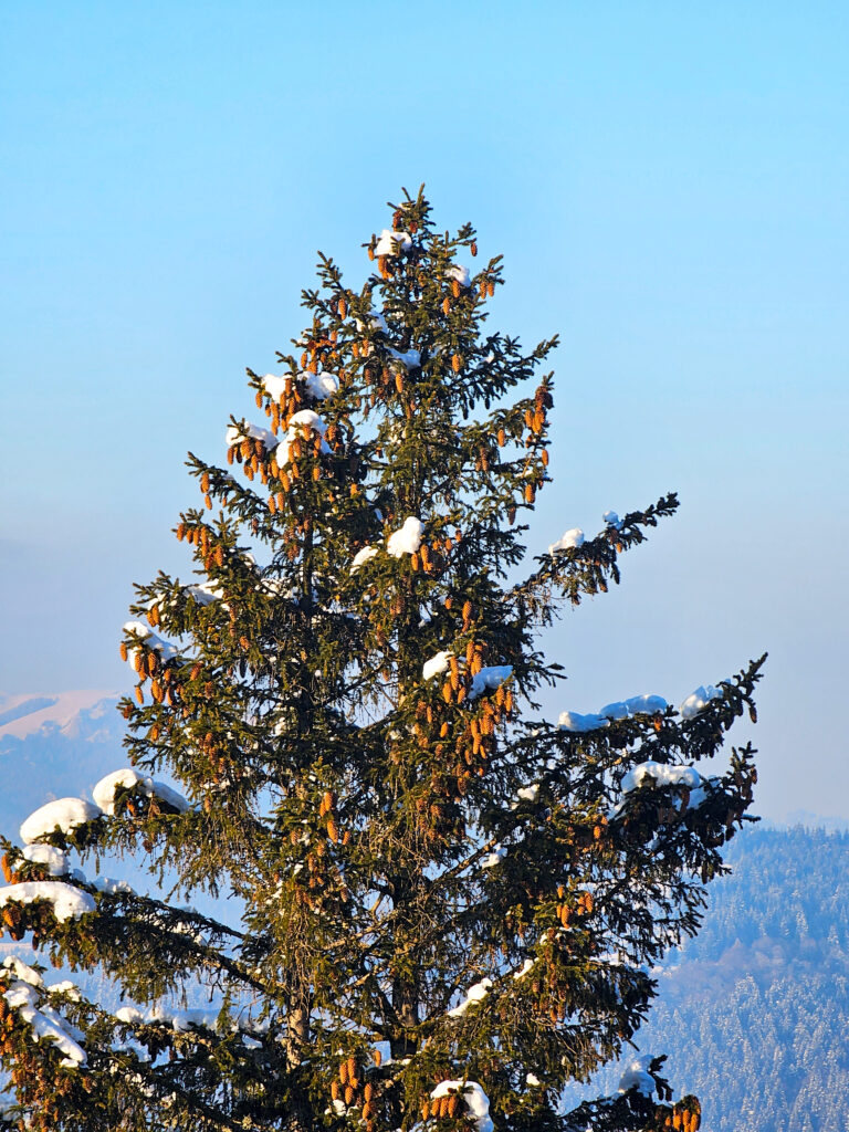 Schi de tura si splitboard pe pudra din muntii Baiului, pe Vf Cazacu, Vf Urechea si pe partiile din Azuga.