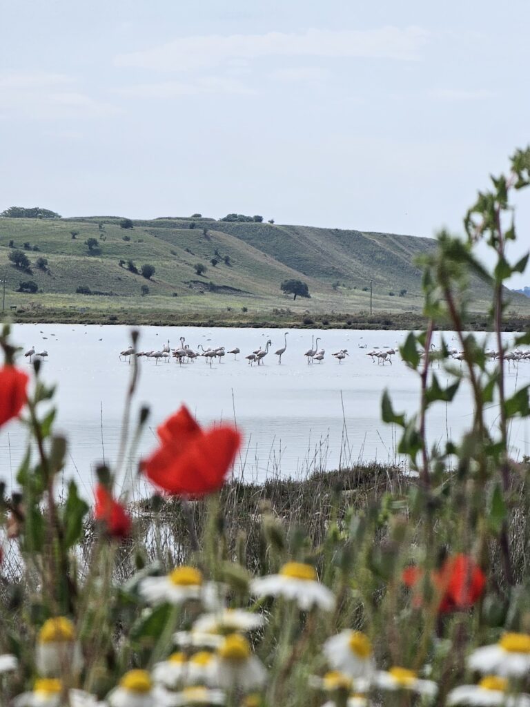 2025 Greek eMTB Odyssey Day 2: Thermi Trails