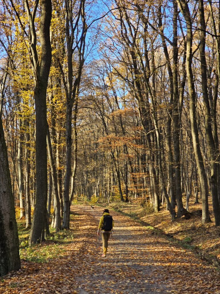 Sighisoara EMTB Trails: Weekend de Halloween pe Via Transilvanica