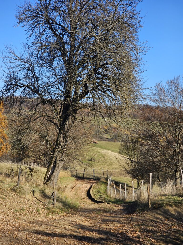 Sighisoara EMTB Trails: Weekend de Halloween pe Via Transilvanica